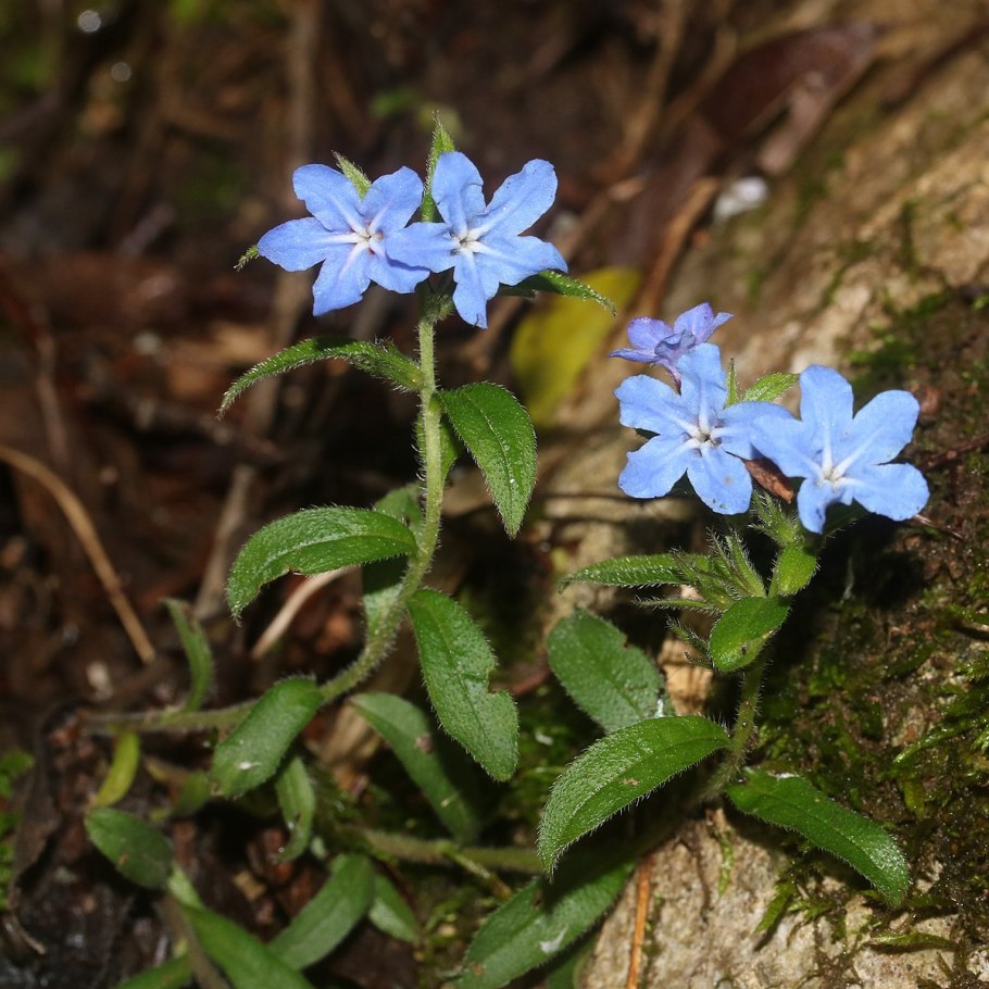 Lithodora rosmarinifolia