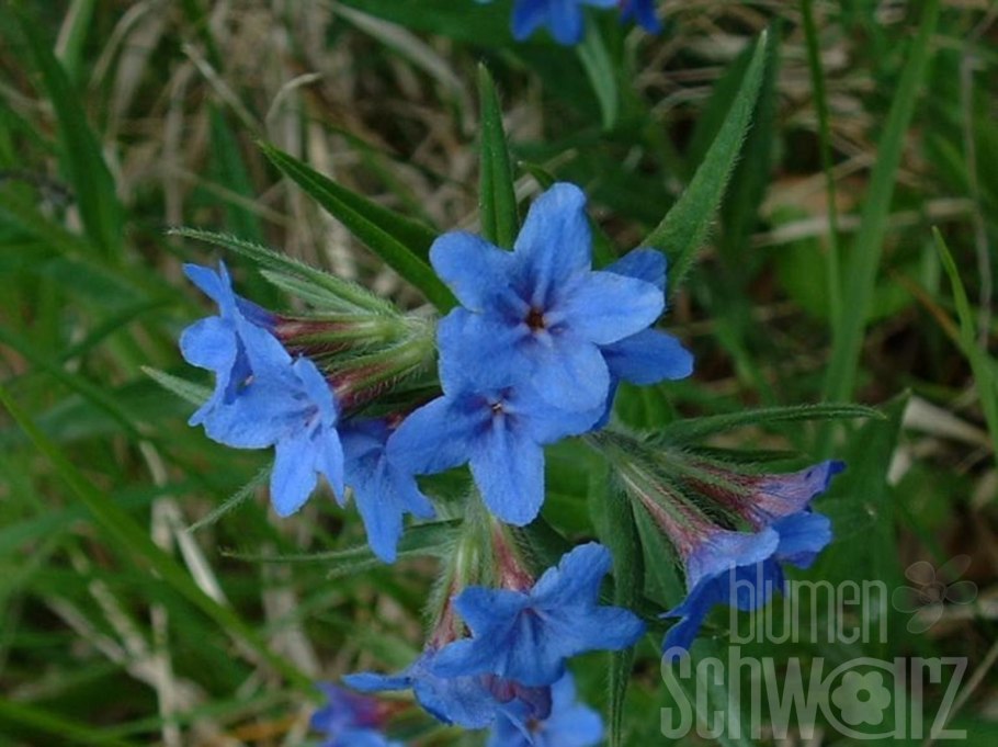 Буглосоидес buglossoides purpurocaerulea