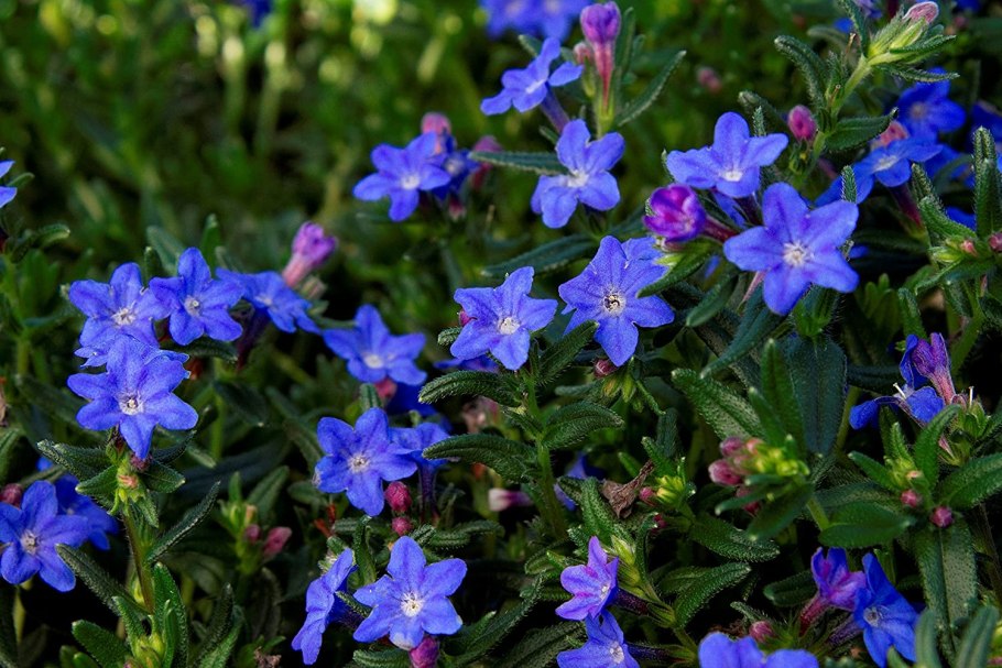 Воробейник пурпурно-синий (Aegonychon purpureocaeruleum)