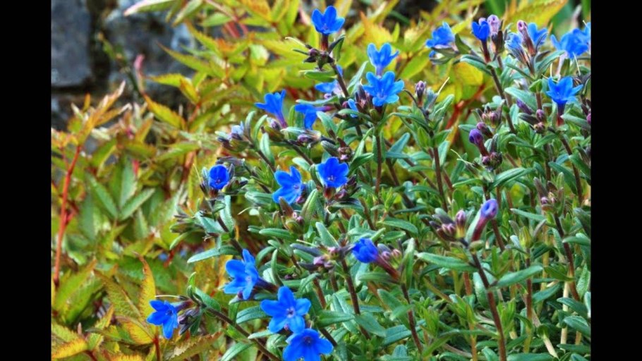 Lithospermum purprocaerule Boraginaceas. Navarra