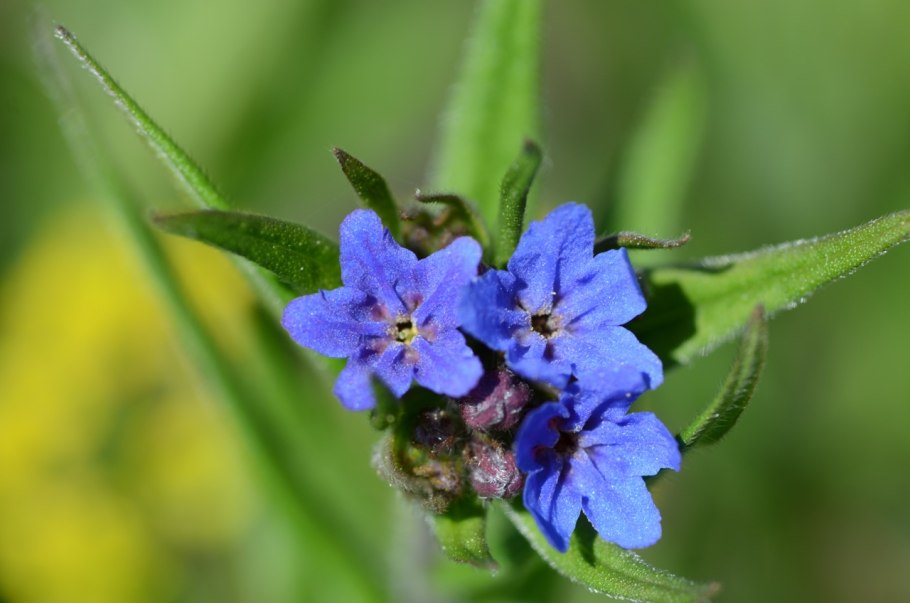 Воробейник пурпурно-синий (Lithospermum purpurocaerulea)