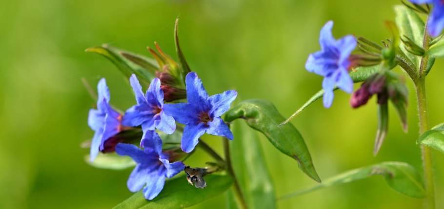 Periwinkle by Aaron Springer