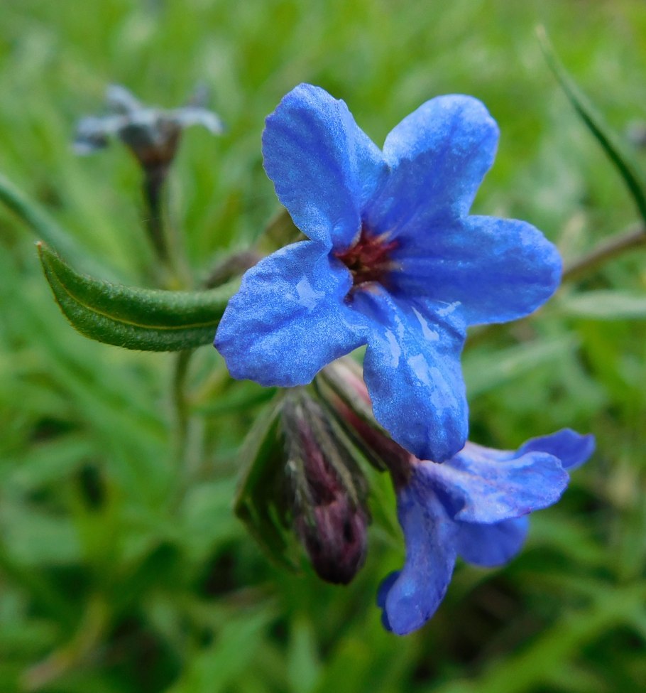 Синяк Подорожниковый (Echium plantagineum)