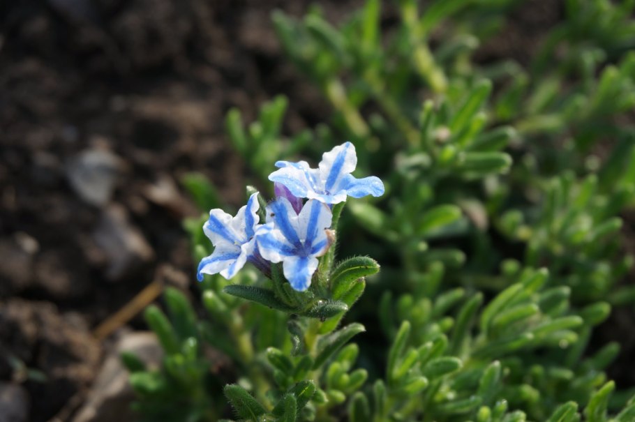 Воробейник пурпурно-синий (Lithospermum purpurocaerulea)
