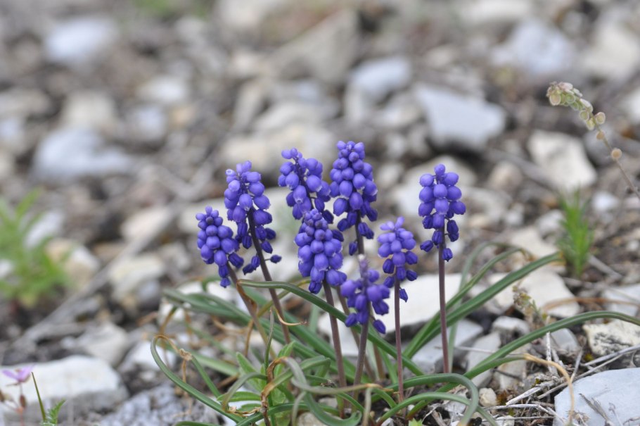 Buglossoides purpurocaerulea