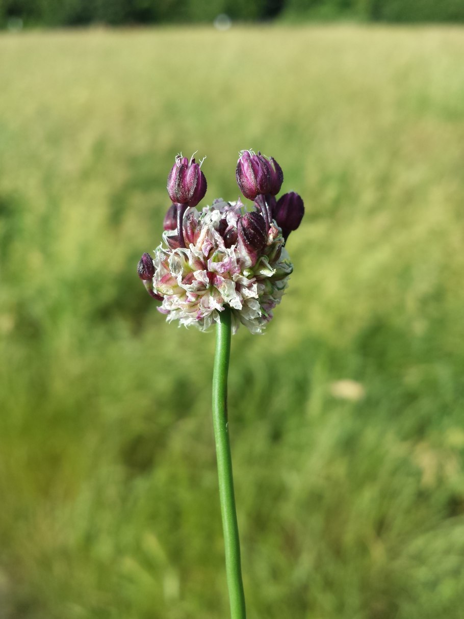 Allium scorodoprasum
