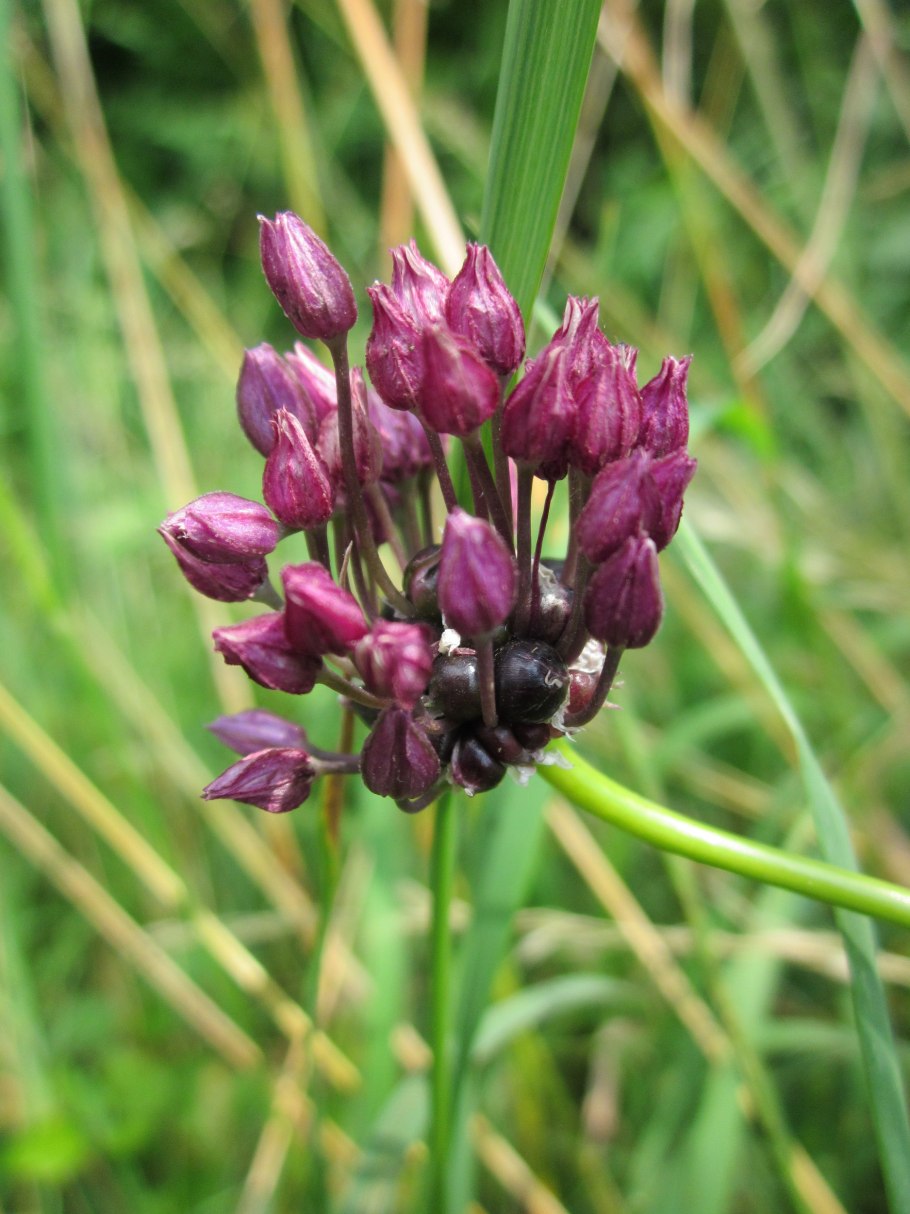 Allium scorodoprasum
