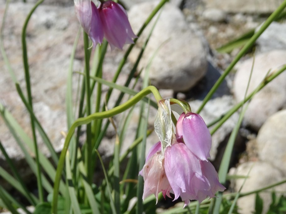 Аллиум нарциссоцветковый
