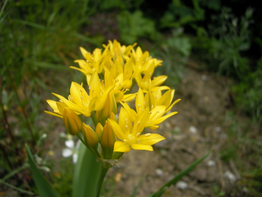 Лук Суворова Анзур