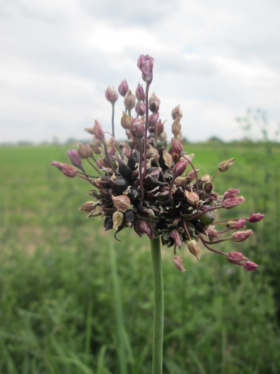 Allium fistulosum