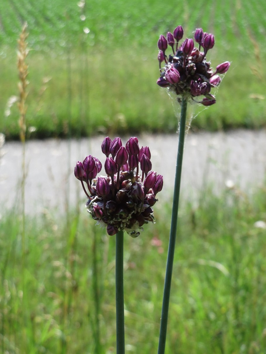 Allium sabulosum