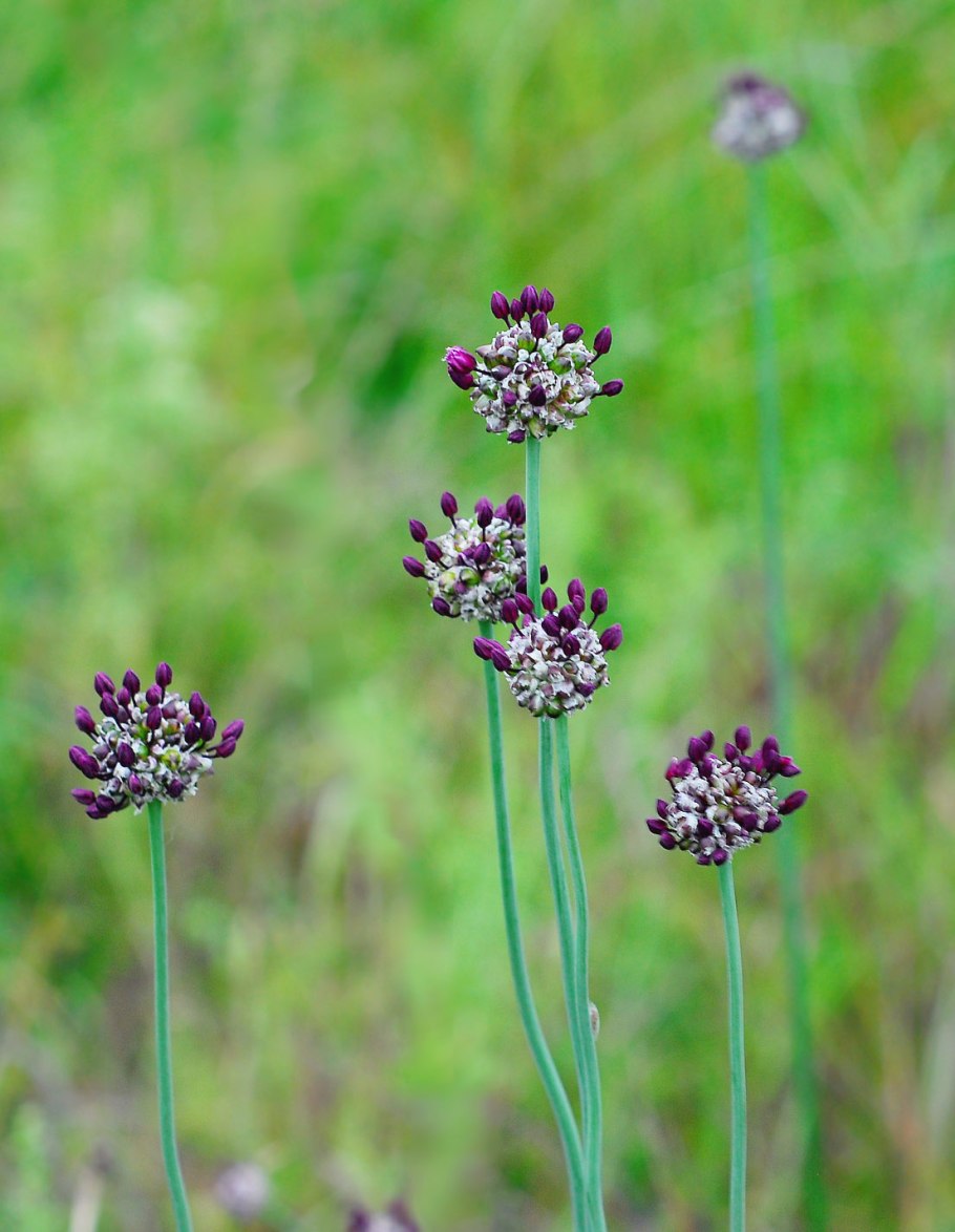 Allium scorodoprasum