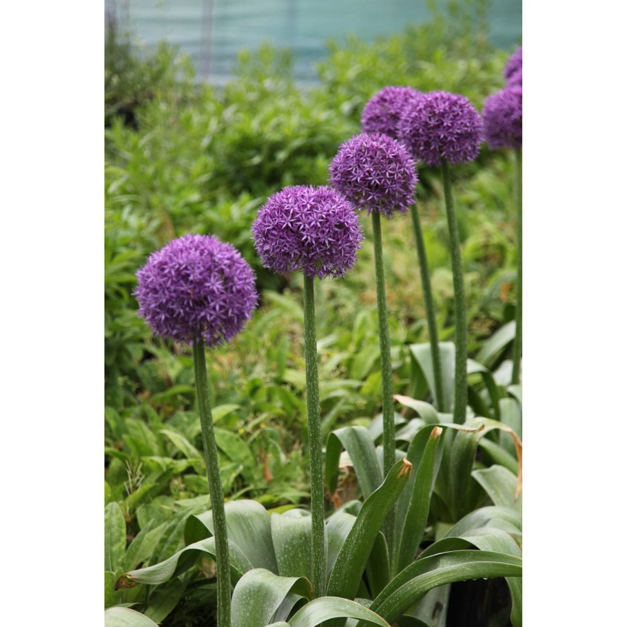 Аллиум моли