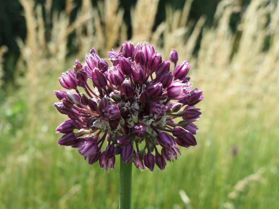 Allium scorodoprasum