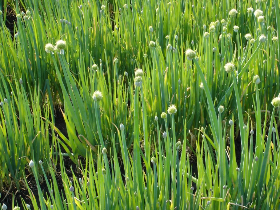 Лук афлатунский "Purple Sensation" (Allium aflatunense)