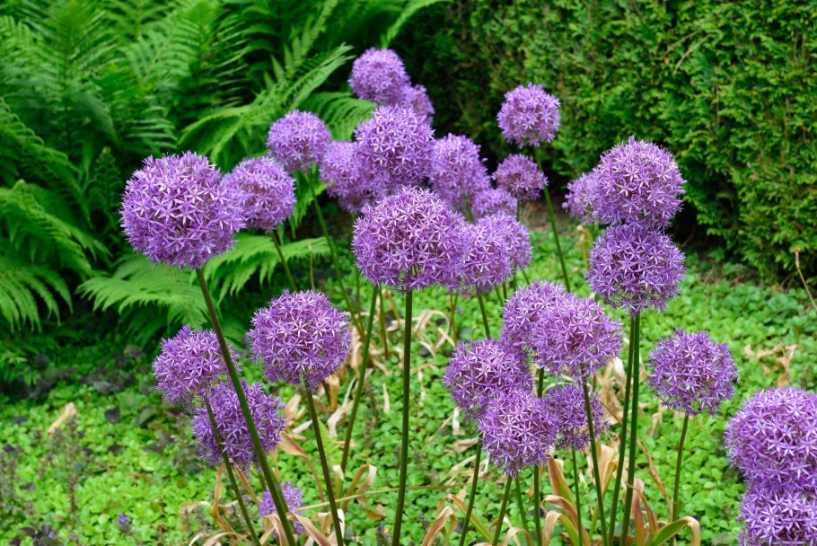 Молли аллиум моли