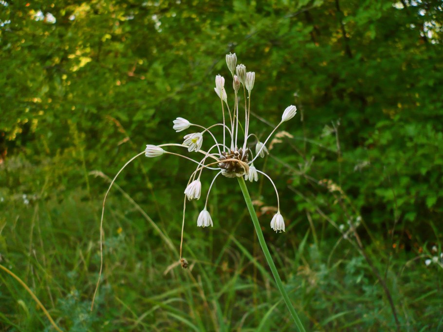 Лук широколистный многолетний