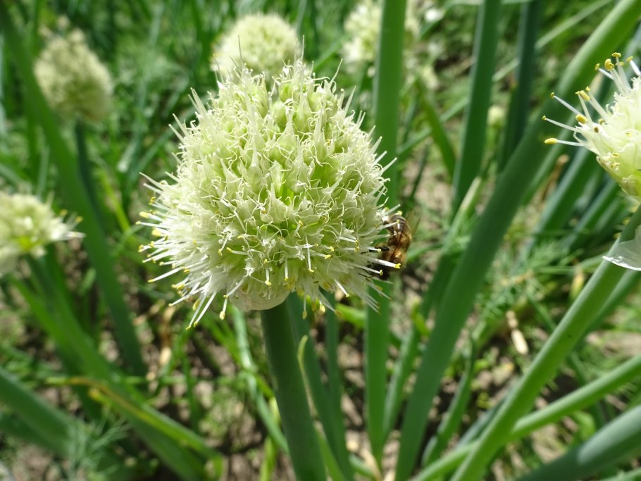 Amaryllidaceae лук круглый