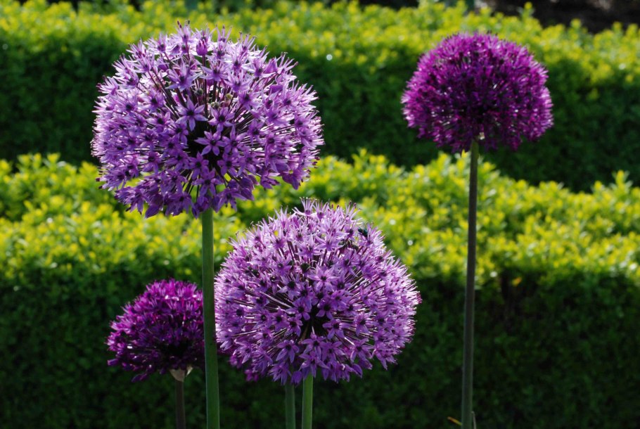 Лук (Allium cernuum) i