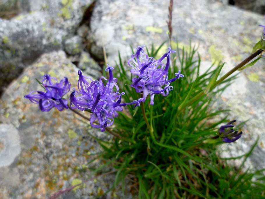 Phyteuma hemisphaericum