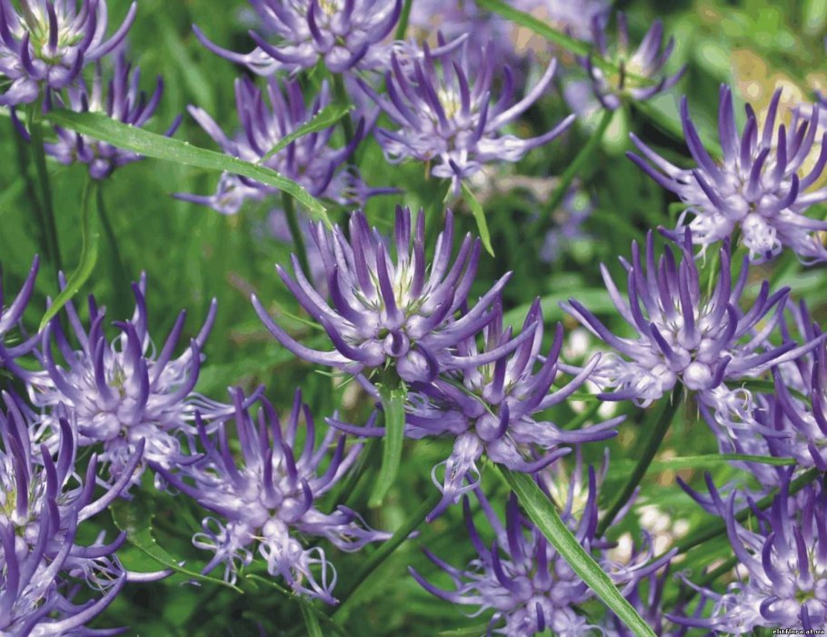 Темно-синяя Флора