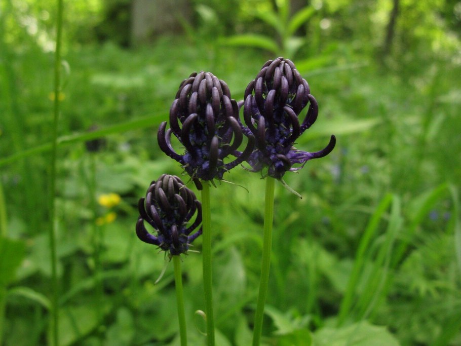 Phyteuma hemisphaericum