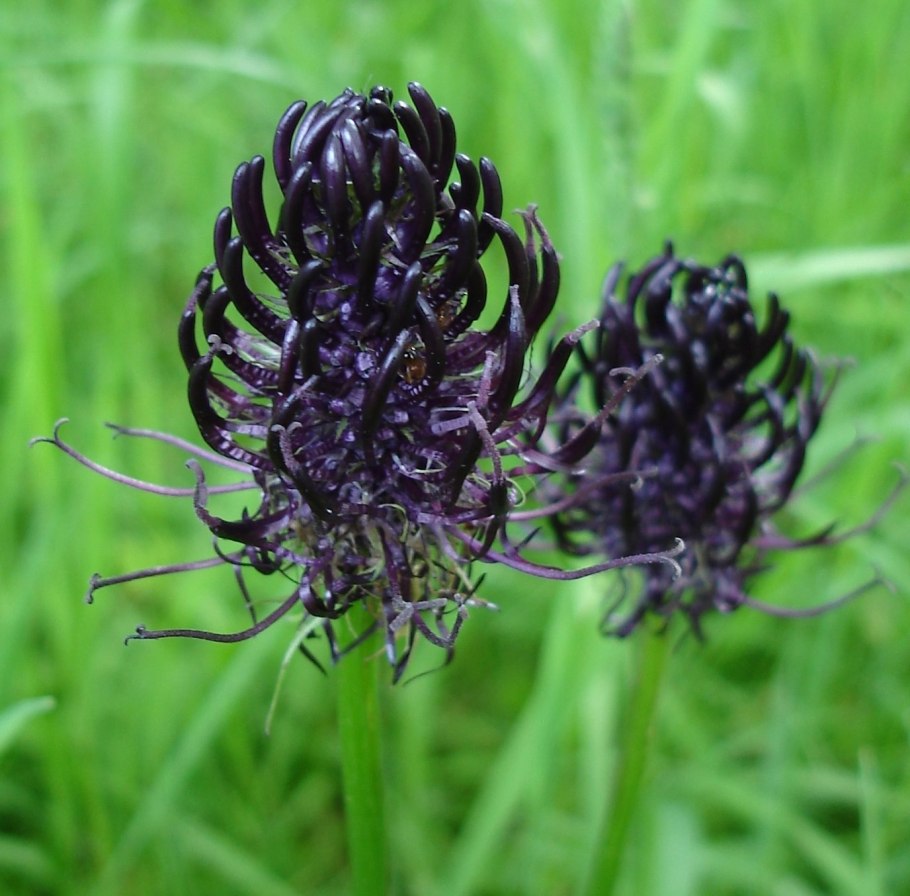 Phyteuma globulariifolium