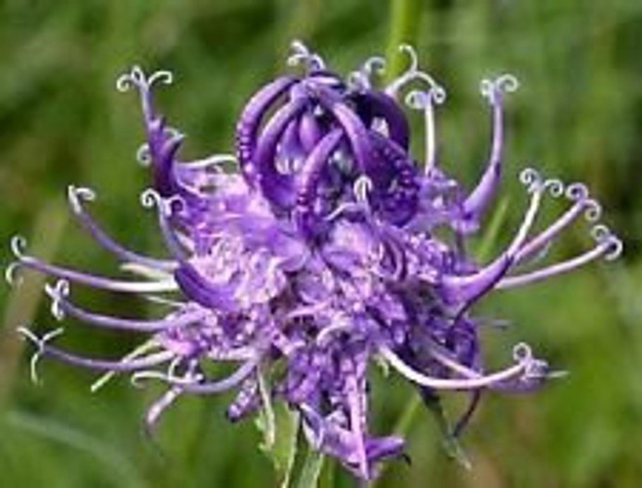 Кольник Шейхцера (Phyteuma scheuchzeri)