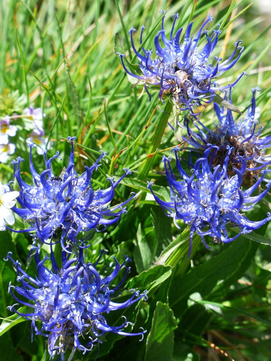 Кольник яйцевидный