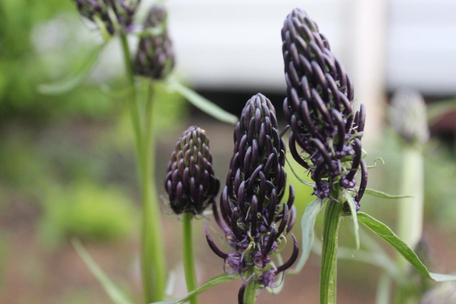 Колокольчик Шейхцера