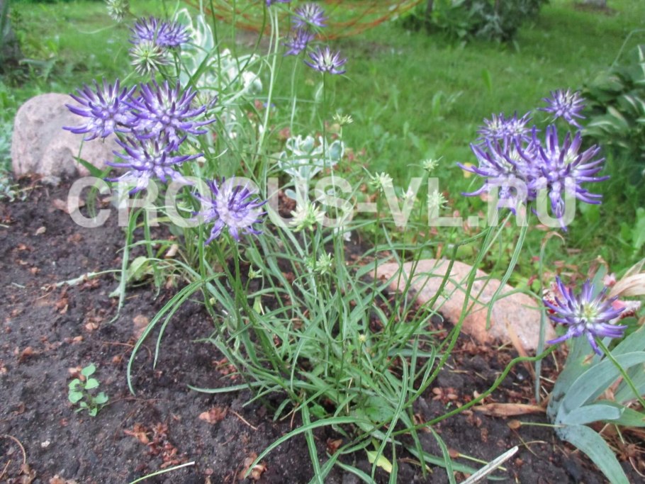 Кольник Колосистый Raiponce en Epi. Phyteuma spicatum l.