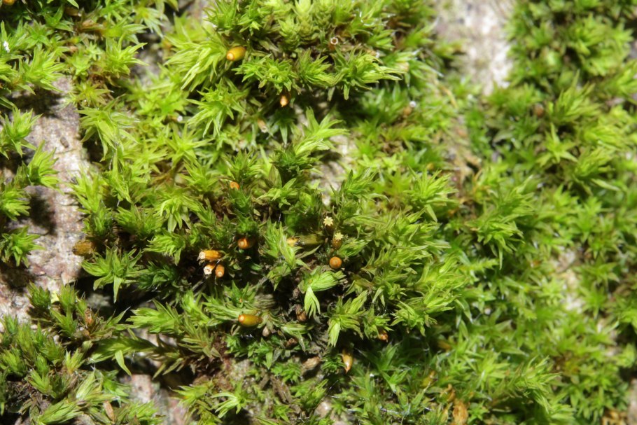 Orthotrichum lyellii