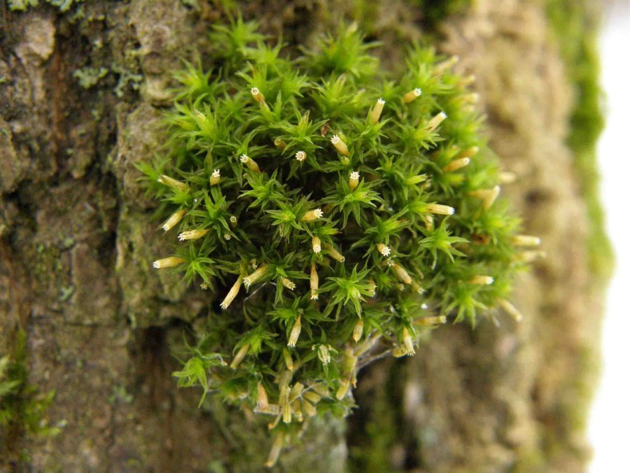 Мох ортотрихум