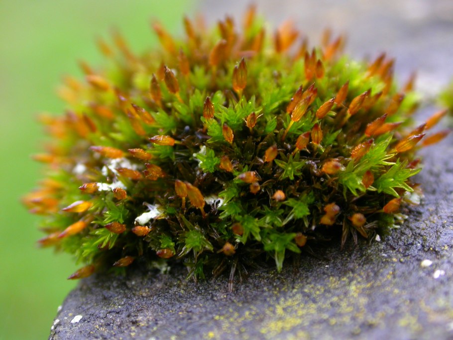 Orthotrichum speciosum