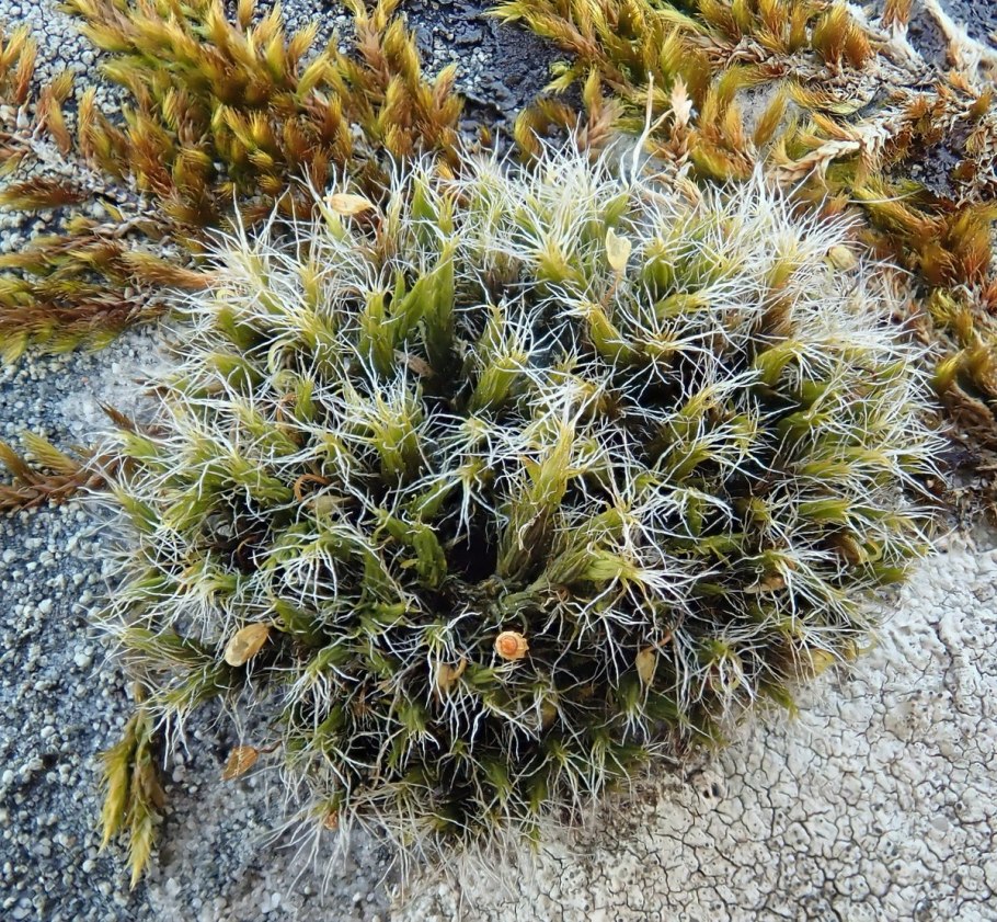 Orthotrichum anomalum microskopiye