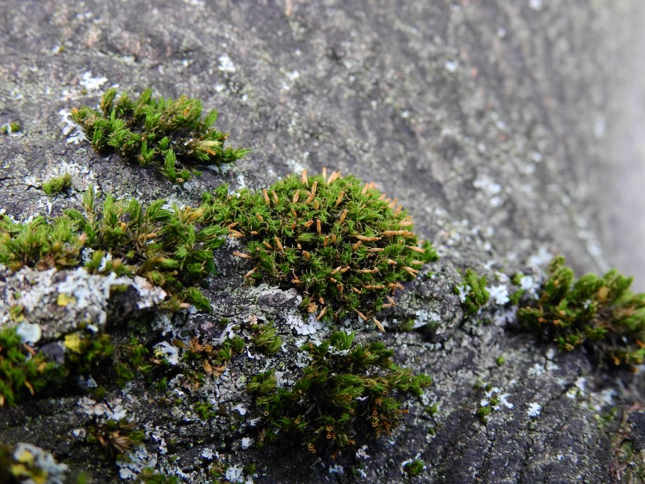 Ортотрихум туполистный мох