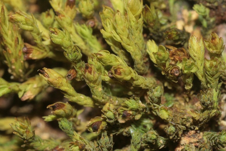 Orthotrichum obtusifolium