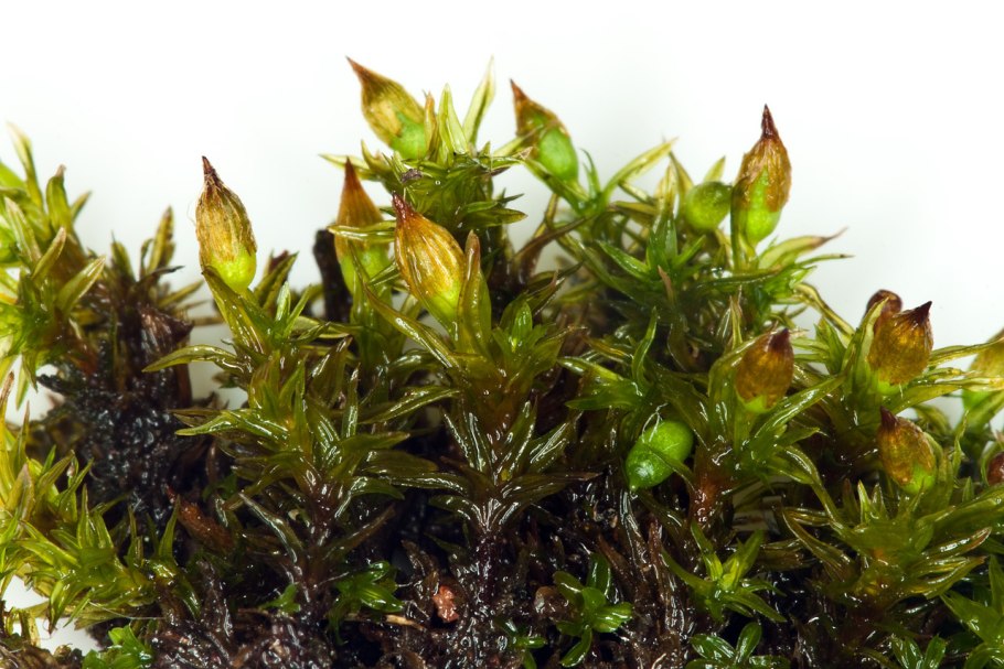 Orthotrichum diaphanum