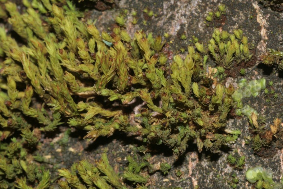 Orthotrichum speciosum