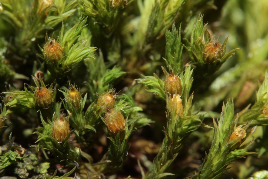 Ортотрихум плюсконосный