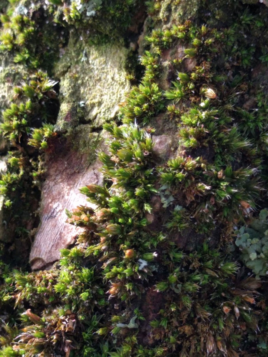 Orthotrichum speciosum