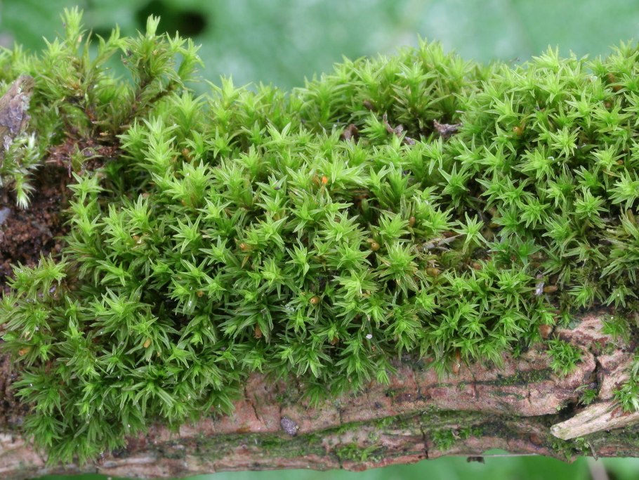 Сфагнум лесной