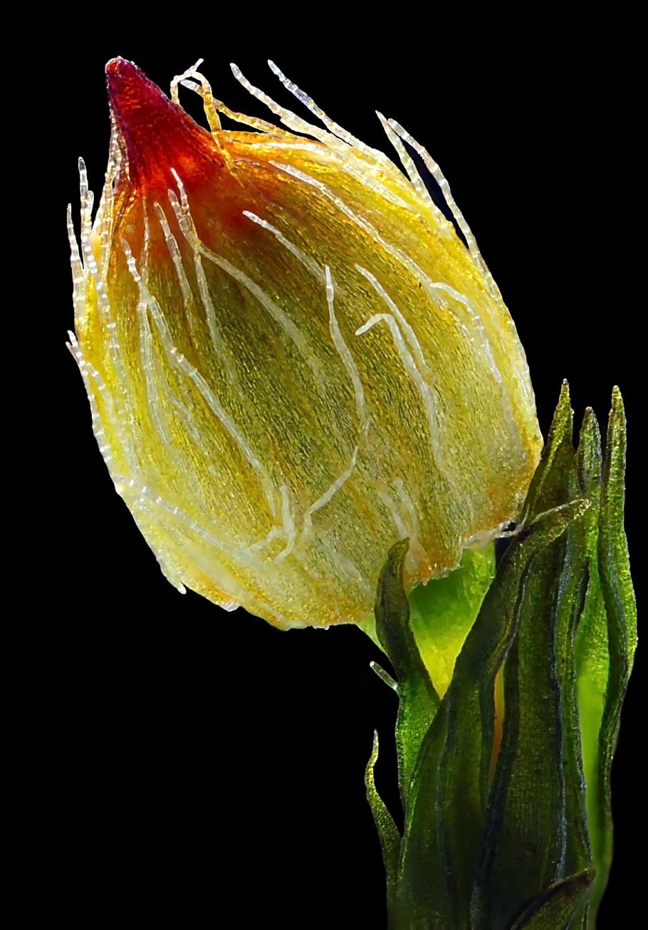 Orthotrichum stramineum