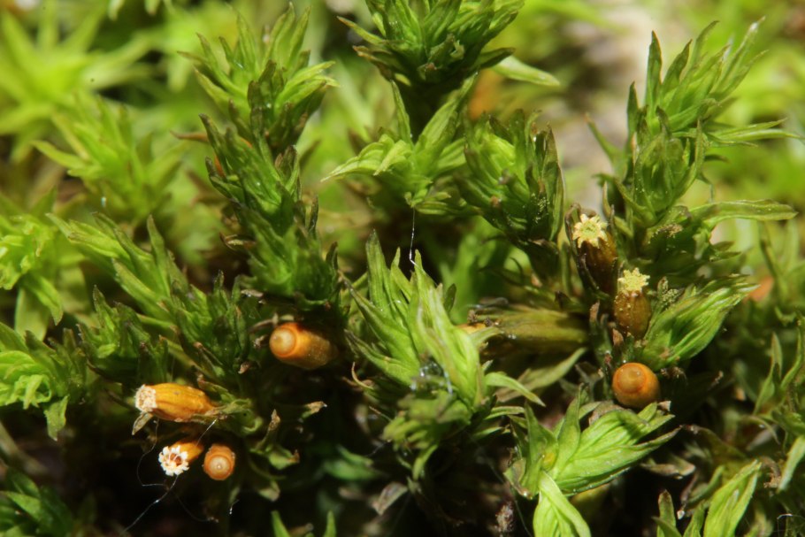 Lewinskya speciosa (Левинския прекрасная).