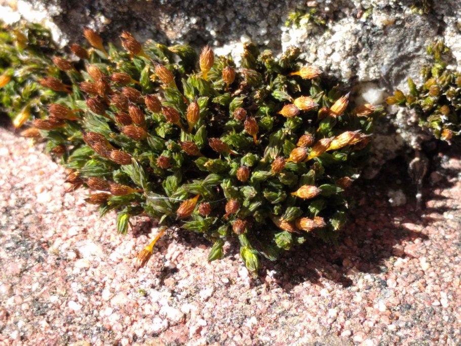 Мох ортотрихум