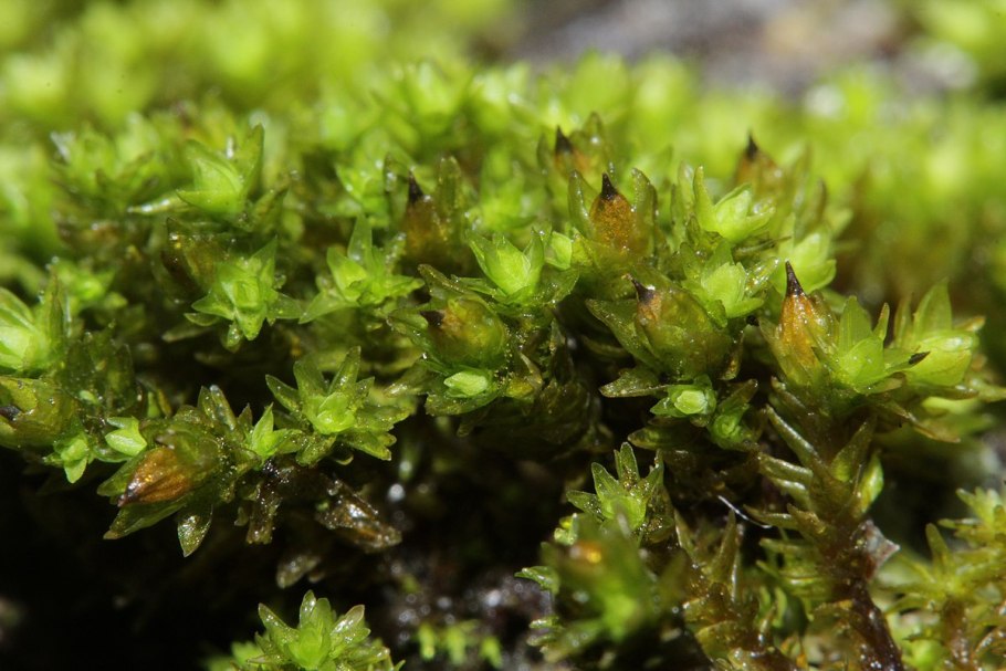 Orthotrichum cupulatum