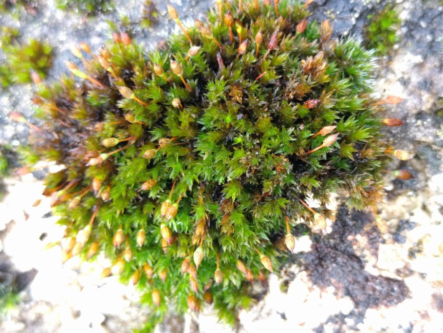 Ортотрихум плюсконосный