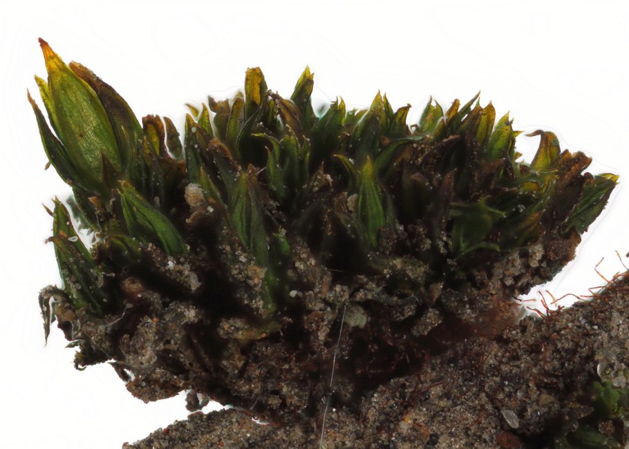 Orthotrichum lyellii