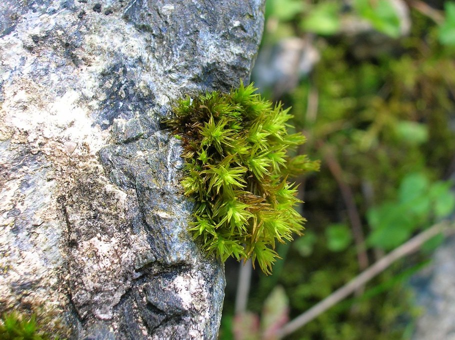 Ортотрихум плюсконосный