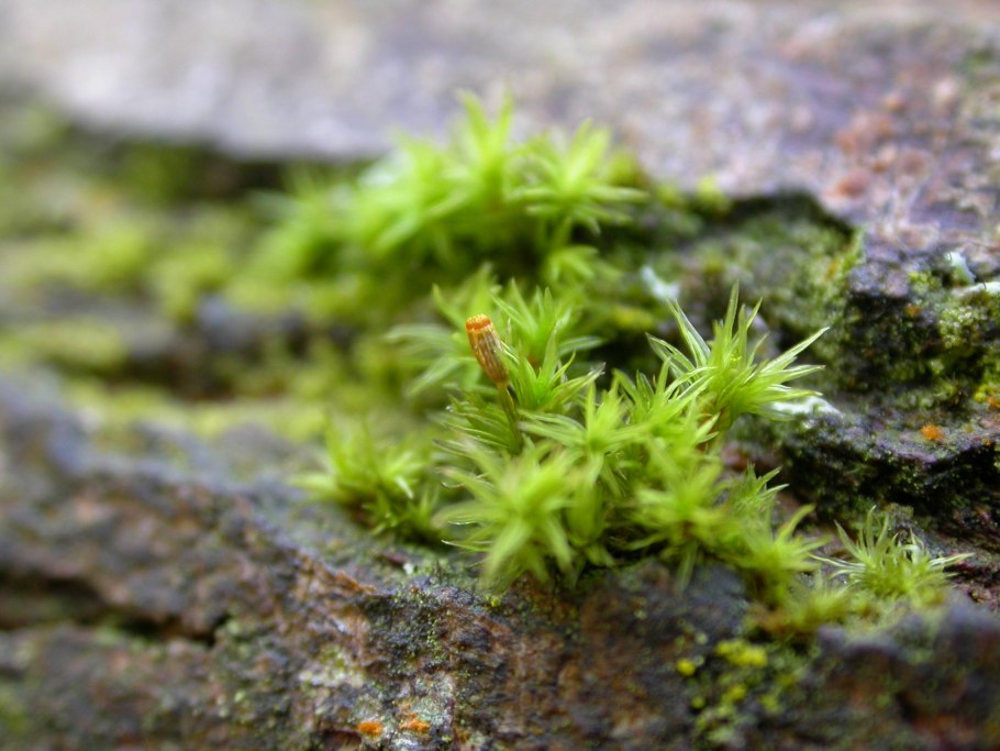 Orthotrichum obtusifolium